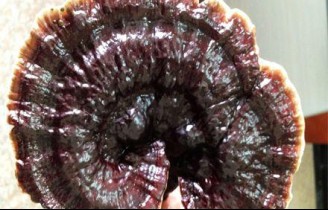 모산의 진품——영지